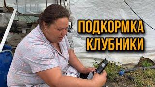 Чем я подкармливаю клубнику?