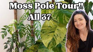 Tour all of my 37 Moss Poles! My complete moss pole collection.