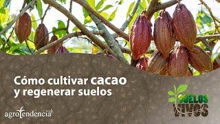 Cultivar cacao y regenerar suelos - Suelos Vivos