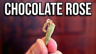 Why did the Aztecs put this flower in hot chocolate? - ROSITA DE CACAO