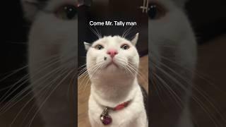 Come Mr.Tally man, tally me banana  #cat #funnycats #cute #trend #shorts