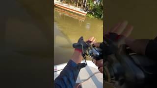 mancing langsung strek moncel#shortvideo #fishing #predatorrawa #fish #mancing #ikan #mancingmania