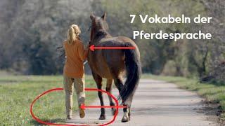 7 Vokabeln der Pferdesprache, die du unbedingt kennen solltest.
