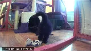 Xena Kittens Friday Playtime 2