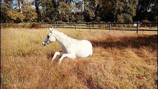 Selimah - Servizio fotografico / video con Cavallo