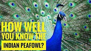 Indian Peafowl || Description, Characteristics and Facts!