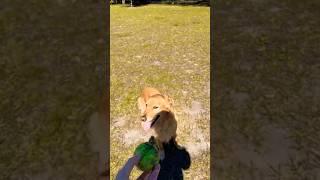 Roscoe Takes On The Dog Park #dog #goldenretiever #pet #petlover #dogs #reaction #youtube #dogshorts