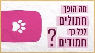 כאן סקרנים | מה הופך חתולים לכל כך חמודים בעינינו?