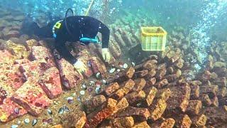 Diving Target！9 Holes Abalone Harvesting Master, Taiwan Abalone Cooking／極限潛水採收！九孔鮑魚採收大師/鮮物本舖-台灣九孔料理