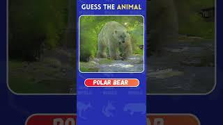 Guess the Animal by Illusion #animalquiz #quizworld #quiz #shorts