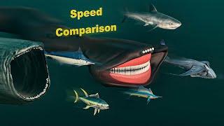 Fastest Sea Creature Comparison | Bloop vs. El Gran Maja