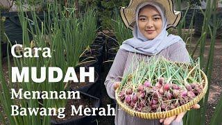 Cara Menanam Bawang Merah dengan MUDAH