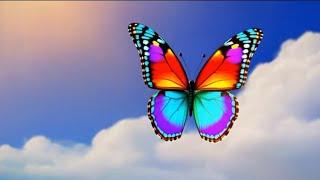 Colorful Butterfly