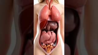 Female Human Anatomy in 3D | Internal Organs Visualization for Medical Learning