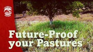 Trees Improve Pasture Growth in Drought and Extreme Heat