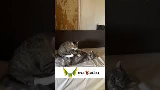 кошачий массаж #cat #funny #pets