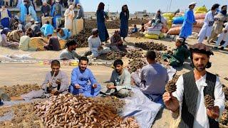 Afghanistan Jalghoza  | Pine Nuts Market Khost 2024 | خوست افغان جلغوزه