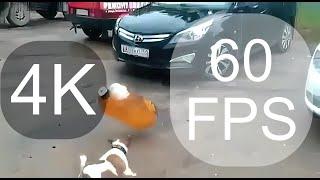 Собака и кега 4K 60FPS