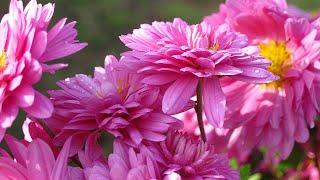 HEALING MUSIC FOR STRESS AND ANXIETY, THE BEST COMPOSITION BY SERGEY GRISCHUK.