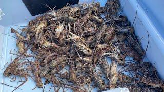 COMMERCIAL LOBSTER DIVING - Florida Spiny Lobster Harvest