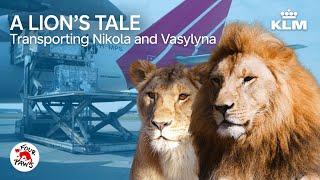 Two lions on their way to safety and paradise ️ | A Lion's Tale | KLM