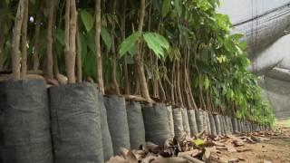 Veracruz Agropecuario - Producción de Litchi en Tlapacoyan, Veracruz