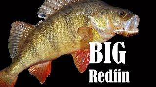 Catching big redfin perch on a wildbait minnow