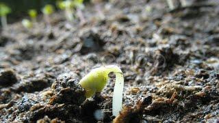 Growing Seeds. Stock Footage