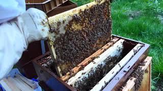 Multiplication d'essaims à partir d'une ruche forte
