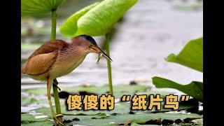 Henan discovered the mysterious ”paper bird” and only stood stupidly when it was threatened. Aren't