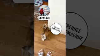 #утро #еда #кошка #ismaltsev #мальцев