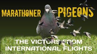 The Victors of the flight from the 7 stages of International Races 2024 - The Marathoner Pigeons