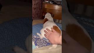 Funny animal videos 2023 Funny cat videos and dogs - Funny videos #73 #shorts #cats #dogs