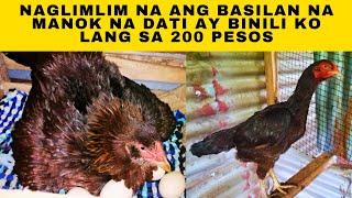 Naglimlim na ang basilan na manok na dati ay binili ko lang sa 200 pesos