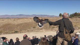 Peregrine Fund working emergency campaign to save California Condors