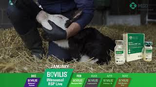 Bovilis INtranasal RSP Live 'day of birth' administration