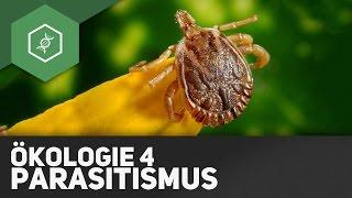 Parasitismus – Ökologie 4