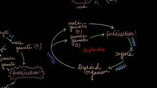 Alternation of Generations | Plant Kingdom | Biology | Khan Academy