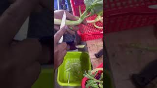 #ruralliving #rurallife #satisfying #naturallife #naturalrurallife #vegetables #vegetablescutting
