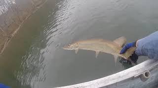 Williamsport, MD - Trolling for muskies