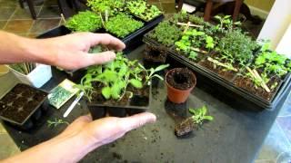 Three Minute Garden Tips: Growing Sage Indoors from Seeds to Transplants: The Rusted Garden 2013