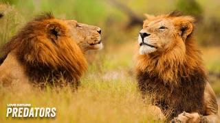 Lion Pride Brings Down Prey In Epic Battle | CREATIVE KILLERS - FULL SEASON MARATHON