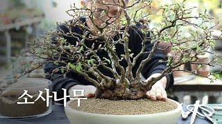 ‘변화무쌍한 사계절의 멋’ 소사나무 분재 | Purda Bonsai