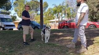 Australian Shepherd Training | Winston | La Crescenta, CA