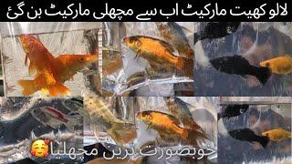 Lalukhet machi market aquarium fishes in lalukhet birds market  in Urdu/hindi