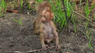 Hello!  beautiful Poor baby monkey, today you picked up a newborn baby monkey without a mother.