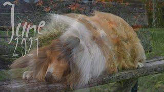 June 2021  - Thunder the rough collie