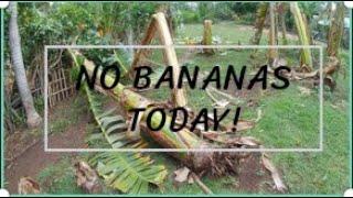 Storms, Bananas & Rain Gutters!