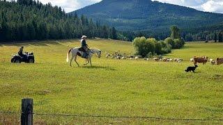 Bigfoot Kills Ranchers Cattle In Washington State - Where's The Beef?