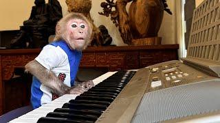 Super monkey Bibi shows off his piano skills and takes care of himself!